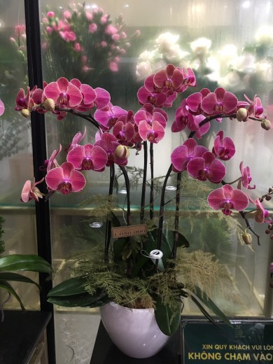 Hai Phong Orchid Shop