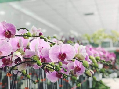 Hai Phong Orchid Garden