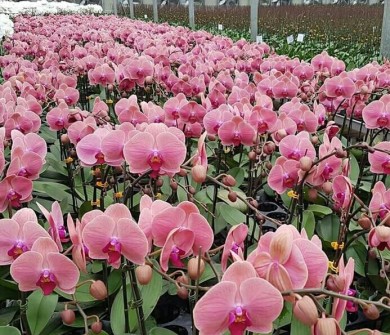 Orchid Garden Binh Duong